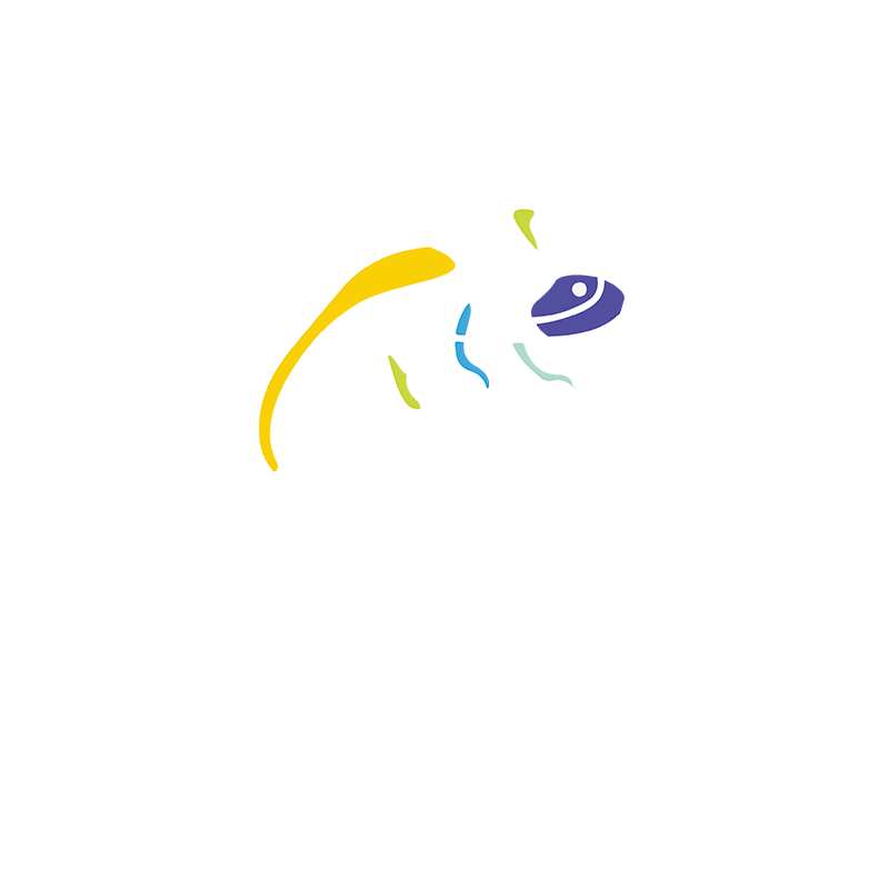 camaleón studio